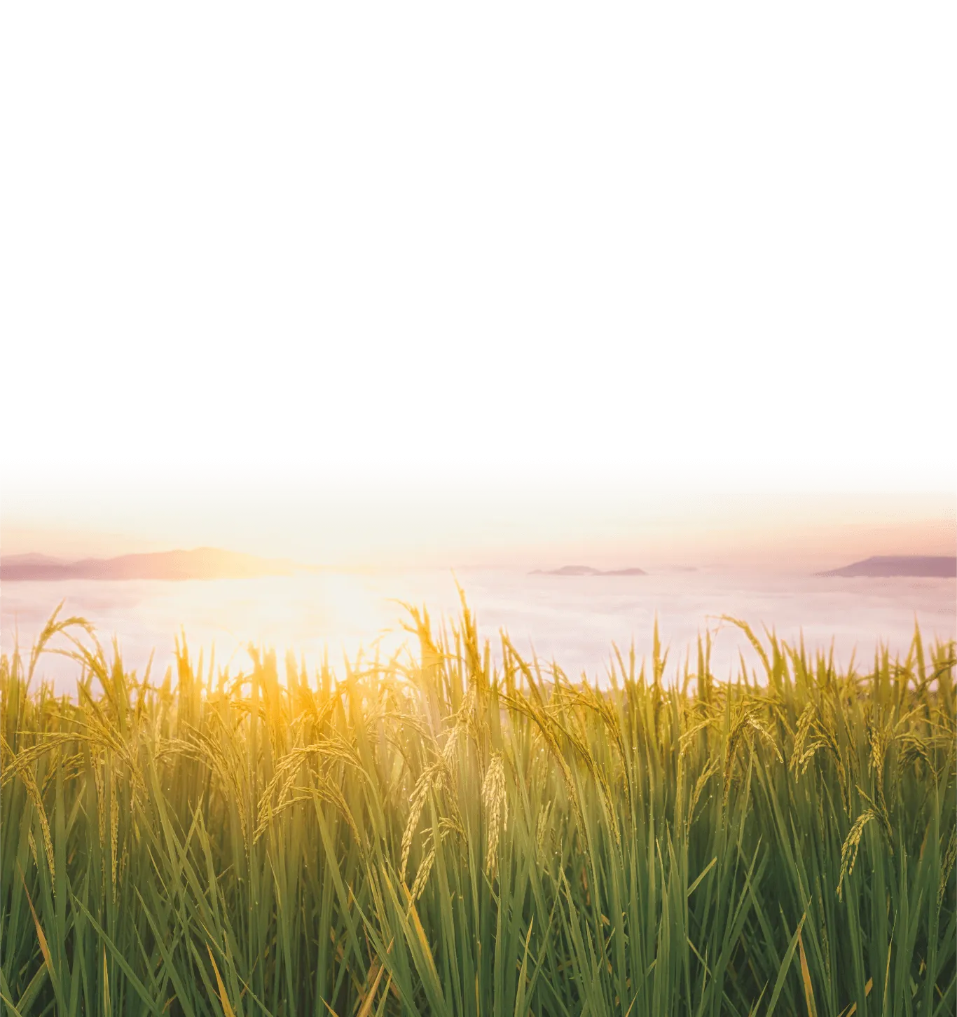 Daawat rice chunkar process